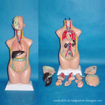 Médico de la enseñanza del cuerpo humano torso modelo anatómico (R030105)